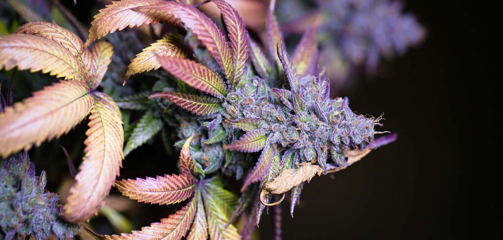hybrid-cannabis-strain hybrid-cannabis-strain