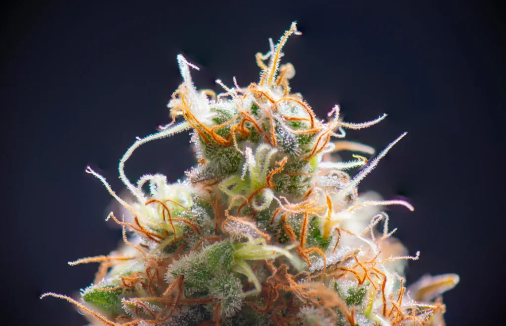 Legalny sklep z marihuaną Sativa Legalny sklep z marihuaną Sativa