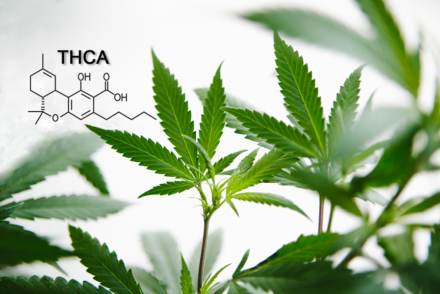 what-is-thca-and-what-are-the-benefits-of-this-cannabinoid