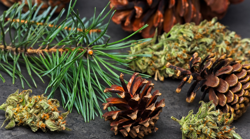 5 odmian konopi dla miłośników sosny