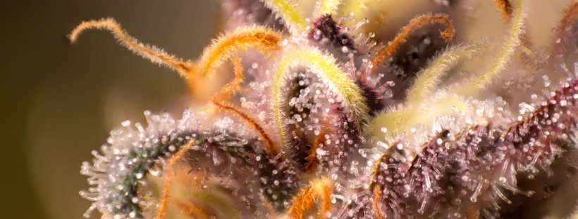 Czym są terpeny konopne? Czym są terpeny konopne?
