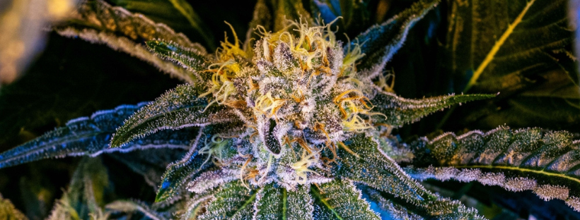 What-Do-Cannabis-Terpenes-Do Co warto wiedzieć przed uprawą marihuany