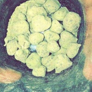 Online Moonrocks Szczep Europa
