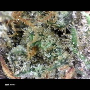 jack herer strain