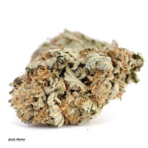 is jack herer indica or sativa