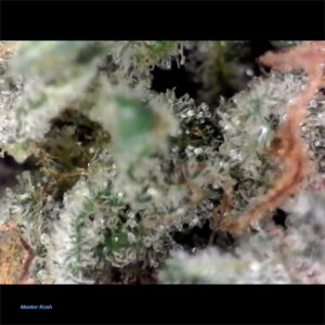 master_kush_AAA-micro